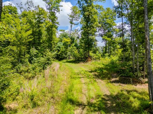 2291BlankeyBranch-0316